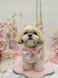 ロンちゃん♡
れおちゃん♡
桃ちゃん♡ ご利用ありがとうございました😊

#京都#京都西京区#動物病院京都#動物病院京都西京桂院#動物病院併設トリミングサロン#京都トリミング#トリミング#ペットホテル#トリミングサロン雅#京都トリマー#犬好きな人と繋がりたい#grooming#犬のいる暮らし#多頭飼い#桂トリミング#こぐまカット#テディベアカット#シーズー#プードル