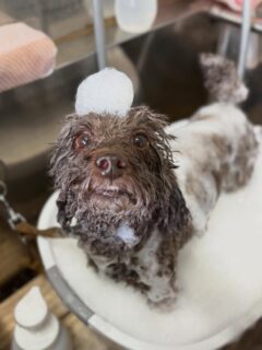 オプション中のお友達です♪
　
#京都#京都西京区#動物病院京都#動物病院京都西京桂院#動物病院併設トリミングサロン#京都トリミングサロン#ペットホテル#トリミングサロン雅#シャンプーコース#シニアトリミング#dogstagram#犬が好きな人と繋がりたい #ふわもこ部#grooming#犬#dog#カットスタイル#桂トリミング#もこもこ犬#trimming#マイクロバブル#魔法のバブル　#重炭酸泉　#ハーブパック