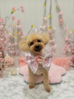 空太ちゃん♡
シンバちゃん♡
るいちゃん♡
チョコちゃん♡

ご利用ありがとうございました😊

#京都#京都西京区#動物病院京都#動物病院京都西京桂院#動物病院併設トリミングサロン#京都トリミング#トリミング#ペットホテル#トリミングサロン雅#京都トリマー#犬好きな人と繋がりたい#grooming#犬のいる暮らし#多頭飼い#桂トリミング#こぐまカット#テディベアカット#トイプードル#ジャックラッセルテリア