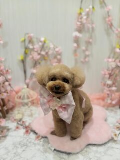 空ちゃん♡
アクアちゃん♡
チョコちゃん♡
テンテンちゃん♡ 
ご利用ありがとうございました😊

#京都#京都西京区#動物病院京都#動物病院京都西京桂院#動物病院併設トリミングサロン#京都トリミング#トリミング#ペットホテル#トリミングサロン雅#京都トリマー#犬好きな人と繋がりたい#grooming#犬のいる暮らし#多頭飼い#桂トリミング#こぐまカット#テディベアカット#プードル#ミニチュアダックス#