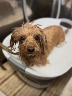 オプション中のお友達です♪
　
#京都#京都西京区#動物病院京都#動物病院京都西京桂院#動物病院併設トリミングサロン#京都トリミングサロン#ペットホテル#トリミングサロン雅#シャンプーコース#シニアトリミング#dogstagram#犬が好きな人と繋がりたい #ふわもこ部#grooming#犬#dog#カットスタイル#桂トリミング#もこもこ犬#trimming#マイクロバブル#魔法のバブル　#重炭酸泉　#ハーブパック