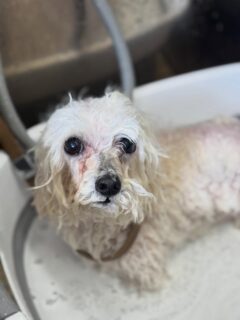 オプション中のお友達です♪
　
#京都#京都西京区#動物病院京都#動物病院京都西京桂院#動物病院併設トリミングサロン#京都トリミングサロン#ペットホテル#トリミングサロン雅#シャンプーコース#シニアトリミング#dogstagram#犬が好きな人と繋がりたい #ふわもこ部#grooming#犬#dog#カットスタイル#桂トリミング#もこもこ犬#trimming#マイクロバブル#魔法のバブル　#重炭酸泉　#ハーブパック