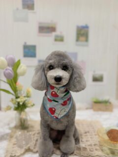 メイちゃん♡
ジニーちゃん♡
チェリーちゃん♡

ご利用ありがとうございました😊

#京都#京都西京区#動物病院京都#動物病院京都西京桂院#動物病院併設トリミングサロン#京都トリミング#トリミング#ペットホテル#トリミングサロン雅#京都トリマー#犬好きな人と繋がりたい#grooming#犬のいる暮らし#多頭飼い#桂トリミング#こぐまカット#テディベアカット#トイプードル#ダックスフンド