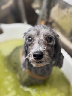 オプション中のお友達です♪
　
#京都#京都西京区#動物病院京都#動物病院京都西京桂院#動物病院併設トリミングサロン#京都トリミングサロン#ペットホテル#トリミングサロン雅#シャンプーコース#シニアトリミング#dogstagram#犬が好きな人と繋がりたい #ふわもこ部#grooming#犬#dog#カットスタイル#桂トリミング#もこもこ犬#trimming#マイクロバブル#魔法のバブル　#重炭酸泉　#ハーブパック