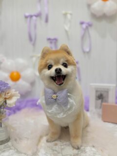 ミルちゃん♡
アクセルちゃん♡
アンディちゃん♡

ご利用ありがとうございました😊

#京都#京都西京区#動物病院京都#動物病院京都西京桂院#動物病院併設トリミングサロン#京都トリミング#トリミング#ペットホテル#トリミングサロン雅#京都トリマー#犬好きな人と繋がりたい#grooming#犬のいる暮らし#多頭飼い#桂トリミング#こぐまカット#テディベアカット#ポメラニアン#プードル