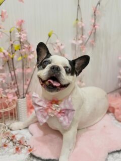 リンダちゃん♡
ジャックちゃん♡
クーちゃん♡ ご利用ありがとうございました😊

#京都#京都西京区#動物病院京都#動物病院京都西京桂院#動物病院併設トリミングサロン#京都トリミング#トリミング#ペットホテル#トリミングサロン雅#京都トリマー#犬好きな人と繋がりたい#grooming#犬のいる暮らし#多頭飼い#桂トリミング#こぐまカット#テディベアカット#フレブル#チワワ#フラットコーテッド