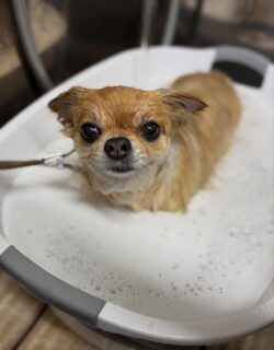 オプション中のお友達です♪
　
#京都#京都西京区#動物病院京都#動物病院京都西京桂院#動物病院併設トリミングサロン#京都トリミングサロン#ペットホテル#トリミングサロン雅#シャンプーコース#シニアトリミング#dogstagram#犬が好きな人と繋がりたい #ふわもこ部#grooming#犬#dog#カットスタイル#桂トリミング#もこもこ犬#trimming#マイクロバブル#魔法のバブル　#重炭酸泉　#ハーブパック