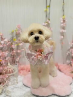 ミルちゃん♡
ハクちゃん♡
こころちゃん♡

ご利用ありがとうございました😊

#京都#京都西京区#動物病院京都#動物病院京都西京桂院#動物病院併設トリミングサロン#京都トリミング#トリミング#ペットホテル#トリミングサロン雅#京都トリマー#犬好きな人と繋がりたい#grooming#犬のいる暮らし#多頭飼い#桂トリミング#こぐまカット#テディベアカット#ミックス犬#ビションフリーゼ#ラブラドール