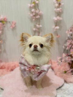 ちくわちゃん♡
蘭丸ちゃん♡
ココちゃん♡
マリちゃん♡ ご利用ありがとうございました😊

#京都#京都西京区#動物病院京都#動物病院京都西京桂院#動物病院併設トリミングサロン#京都トリミング#トリミング#ペットホテル#トリミングサロン雅#京都トリマー#犬好きな人と繋がりたい#grooming#犬のいる暮らし#多頭飼い#桂トリミング#こぐまカット#テディベアカット#チワワ#プードル