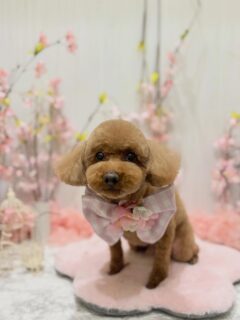 ソルちゃん♡
ロンちゃん♡
コメリちゃん♡
リベロちゃん♡ ご利用ありがとうございました😊

#京都#京都西京区#動物病院京都#動物病院京都西京桂院#動物病院併設トリミングサロン#京都トリミング#トリミング#ペットホテル#トリミングサロン雅#京都トリマー#犬好きな人と繋がりたい#grooming#犬のいる暮らし#多頭飼い#桂トリミング#こぐまカット#テディベアカット#プードル#マルプー#チワワ