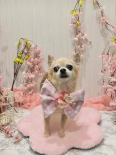 ララちゃん♡
夏ちゃん♡
空ちゃん♡ ご利用ありがとうございました😊

#京都#京都西京区#動物病院京都#動物病院京都西京桂院#動物病院併設トリミングサロン#京都トリミング#トリミング#ペットホテル#トリミングサロン雅#京都トリマー#犬好きな人と繋がりたい#grooming#犬のいる暮らし#多頭飼い#桂トリミング#こぐまカット#テディベアカット#チワワ#シーズー#プードル