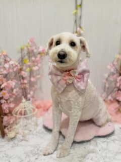 カイちゃん♡
リクちゃん♡
おもちちゃん♡

ご利用ありがとうございました😊

#京都#京都西京区#動物病院京都#動物病院京都西京桂院#動物病院併設トリミングサロン#京都トリミング#トリミング#ペットホテル#トリミングサロン雅#京都トリマー#犬好きな人と繋がりたい#grooming#犬のいる暮らし#多頭飼い#桂トリミング#こぐまカット#テディベアカット#ミニチュアシュナウザー#マルチーズ