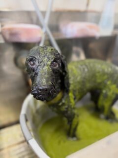 オプション中のお友達です♪
　
#京都#京都西京区#動物病院京都#動物病院京都西京桂院#動物病院併設トリミングサロン#京都トリミングサロン#ペットホテル#トリミングサロン雅#シャンプーコース#シニアトリミング#dogstagram#犬が好きな人と繋がりたい #ふわもこ部#grooming#犬#dog#カットスタイル#桂トリミング#もこもこ犬#trimming#マイクロバブル#魔法のバブル　#重炭酸泉　#ハーブパック