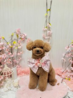 ラヴィちゃん♡
マロンちゃん♡
しおんちゃん♡
リンちゃん♡

ご利用ありがとうございました😊

#京都#京都西京区#動物病院京都#動物病院京都西京桂院#動物病院併設トリミングサロン#京都トリミング#トリミング#ペットホテル#トリミングサロン雅#京都トリマー#犬好きな人と繋がりたい#grooming#犬のいる暮らし#多頭飼い#桂トリミング#こぐまカット#テディベアカット#トイプードル#シーズー