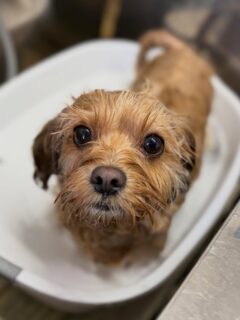 オプション中のお友達です♪
　
#京都#京都西京区#動物病院京都#動物病院京都西京桂院#動物病院併設トリミングサロン#京都トリミングサロン#ペットホテル#トリミングサロン雅#シャンプーコース#シニアトリミング#dogstagram#犬が好きな人と繋がりたい #ふわもこ部#grooming#犬#dog#カットスタイル#桂トリミング#もこもこ犬#trimming#マイクロバブル#魔法のバブル　#重炭酸泉　#ハーブパック