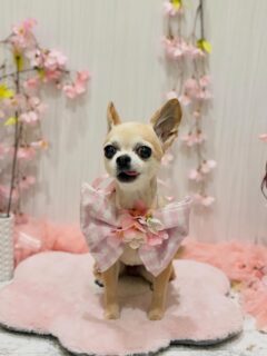 ララちゃん♡
プーゼちゃん♡
ジャックちゃん♡

ご利用ありがとうございました😊

#京都#京都西京区#動物病院京都#動物病院京都西京桂院#動物病院併設トリミングサロン#京都トリミング#トリミング#ペットホテル#トリミングサロン雅#京都トリマー#犬好きな人と繋がりたい#grooming#犬のいる暮らし#多頭飼い#桂トリミング#こぐまカット#テディベアカット#チワワ#プードル#ジャックラッセル