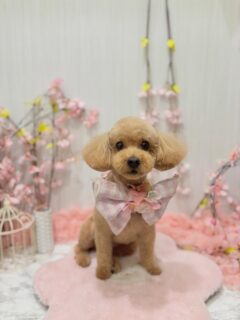 ニラちゃん♡
ルークちゃん♡
そらちゃん♡
プリンちゃん♡

ご利用ありがとうございました😊

#京都#京都西京区#動物病院京都#動物病院京都西京桂院#動物病院併設トリミングサロン#京都トリミング#トリミング#ペットホテル#トリミングサロン雅#京都トリマー#犬好きな人と繋がりたい#grooming#犬のいる暮らし#多頭飼い#桂トリミング#こぐまカット#テディベアカット#トイプードル