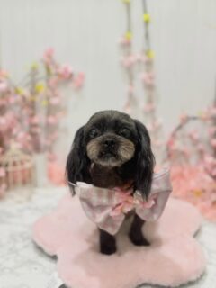 メロちゃん♡
ポテトちゃん♡
アンちゃん♡

ご利用ありがとうございました😊

#京都#京都西京区#動物病院京都#動物病院京都西京桂院#動物病院併設トリミングサロン#京都トリミング#トリミング#ペットホテル#トリミングサロン雅#京都トリマー#犬好きな人と繋がりたい#grooming#犬のいる暮らし#多頭飼い#桂トリミング#こぐまカット#テディベアカット#MIX犬#プードル