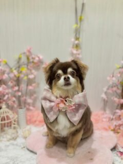 こはくちゃん♡
ポムちゃん♡
ルナちゃん♡

ご利用ありがとうございました😊

#京都#京都西京区#動物病院京都#動物病院京都西京桂院#動物病院併設トリミングサロン#京都トリミング#トリミング#ペットホテル#トリミングサロン雅#京都トリマー#犬好きな人と繋がりたい#grooming#犬のいる暮らし#多頭飼い#桂トリミング#こぐまカット#テディベアカット#チワワポメラニアン#プードル