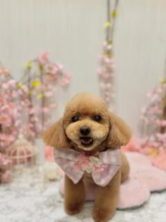 きなこちゃん♡
ゾーイちゃん♡
ククちゃん♡

ご利用ありがとうございました😊

#京都#京都西京区#動物病院京都#動物病院京都西京桂院#動物病院併設トリミングサロン#京都トリミング#トリミング#ペットホテル#トリミングサロン雅#京都トリマー#犬好きな人と繋がりたい#grooming#犬のいる暮らし#多頭飼い#桂トリミング#こぐまカット#テディベアカット#プードル#ペキプー#チワマル