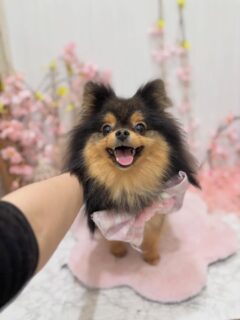 ガジュマルちゃん♡
ナツちゃん♡
ろんちゃん♡
ご利用ありがとうございました😊

#京都#京都西京区#動物病院京都#動物病院京都西京桂院#動物病院併設トリミングサロン#京都トリミング#トリミング#ペットホテル#トリミングサロン雅#京都トリマー#犬好きな人と繋がりたい#grooming#犬のいる暮らし#多頭飼い#桂トリミング#こぐまカット#テディベアカット#ポメラニアン#ミックス犬