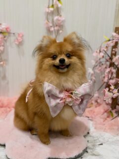 ぽんたちゃん♡
ヒックちゃん♡
アローちゃん♡

ご利用ありがとうございました😊

#京都#京都西京区#動物病院京都#動物病院京都西京桂院#動物病院併設トリミングサロン#京都トリミング#トリミング#ペットホテル#トリミングサロン雅#京都トリマー#犬好きな人と繋がりたい#grooming#犬のいる暮らし#多頭飼い#桂トリミング#こぐまカット#テディベアカット#ミックス#トイプードル#シーズー