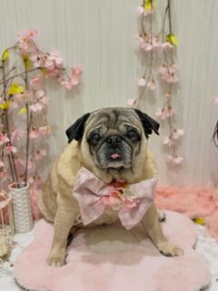 メルちゃん♡
あんなちゃん♡
ハービーちゃん♡
ルルちゃん♡

ご利用ありがとうございました😊

#京都#京都西京区#動物病院京都#動物病院京都西京桂院#動物病院併設トリミングサロン#京都トリミング#トリミング#ペットホテル#トリミングサロン雅#京都トリマー#犬好きな人と繋がりたい#grooming#犬のいる暮らし#多頭飼い#桂トリミング#こぐまカット#テディベアカット#パグ#ミックス犬