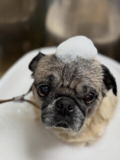 オプション中のお友達です♪
　
#京都#京都西京区#動物病院京都#動物病院京都西京桂院#動物病院併設トリミングサロン#京都トリミングサロン#ペットホテル#トリミングサロン雅#シャンプーコース#シニアトリミング#dogstagram#犬が好きな人と繋がりたい #ふわもこ部#grooming#犬#dog#カットスタイル#桂トリミング#もこもこ犬#trimming#マイクロバブル#魔法のバブル　#重炭酸泉　#ハーブパック