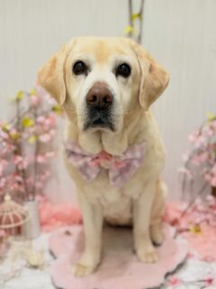 パールちゃん♡
パルちゃん♡
ココちゃん♡

ご利用ありがとうございました😊

#京都#京都西京区#動物病院京都#動物病院京都西京桂院#動物病院併設トリミングサロン#京都トリミング#トリミング#ペットホテル#トリミングサロン雅#京都トリマー#犬好きな人と繋がりたい#grooming#犬のいる暮らし#多頭飼い#桂トリミング#こぐまカット#テディベアカット
#ラブラドールレトリバー#チワワ#ペキプー