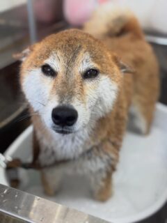 オプション中のお友達です♪
　
#京都#京都西京区#動物病院京都#動物病院京都西京桂院#動物病院併設トリミングサロン#京都トリミングサロン#ペットホテル#トリミングサロン雅#シャンプーコース#シニアトリミング#dogstagram#犬が好きな人と繋がりたい #ふわもこ部#grooming#犬#dog#カットスタイル#桂トリミング#もこもこ犬#trimming#マイクロバブル#魔法のバブル　#重炭酸泉　#ハーブパック