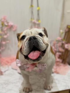 うたちゃん♡
コトネちゃん♡
マロンちゃん♡
モコちゃん♡

ご利用ありがとうございました😊

#京都#京都西京区#動物病院京都#動物病院京都西京桂院#動物病院併設トリミングサロン#京都トリミング#トリミング#ペットホテル#トリミングサロン雅#京都トリマー#犬好きな人と繋がりたい#grooming#犬のいる暮らし#多頭飼い#桂トリミング#こぐまカット#テディベアカット#ブルドッグ#フレブル#ダックスフンド#トイプードル