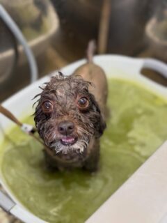 オプション中のお友達です♪
　
#京都#京都西京区#動物病院京都#動物病院京都西京桂院#動物病院併設トリミングサロン#京都トリミングサロン#ペットホテル#トリミングサロン雅#シャンプーコース#シニアトリミング#dogstagram#犬が好きな人と繋がりたい #ふわもこ部#grooming#犬#dog#カットスタイル#桂トリミング#もこもこ犬#trimming#マイクロバブル#魔法のバブル　#重炭酸泉　#ハーブパック