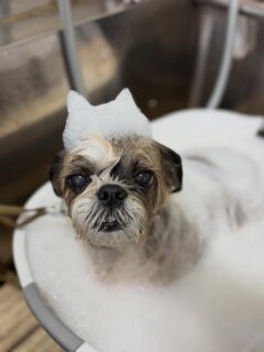オプション中のお友達です♪
　
#京都#京都西京区#動物病院京都#動物病院京都西京桂院#動物病院併設トリミングサロン#京都トリミングサロン#ペットホテル#トリミングサロン雅#シャンプーコース#シニアトリミング#dogstagram#犬が好きな人と繋がりたい #ふわもこ部#grooming#犬#dog#カットスタイル#桂トリミング#もこもこ犬#trimming#マイクロバブル#魔法のバブル　#重炭酸泉　#ハーブパック