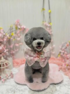 あぽろちゃん♡
モコちゃん♡
ぺこちゃん♡

ご利用ありがとうございました😊

#京都#京都西京区#動物病院京都#動物病院京都西京桂院#動物病院併設トリミングサロン#京都トリミング#トリミング#ペットホテル#トリミングサロン雅#京都トリマー#犬好きな人と繋がりたい#grooming#犬のいる暮らし#多頭飼い#桂トリミング#こぐまカット#テディベアカット#プードル#MIX犬