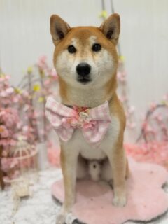 まめたちゃん♡
ピーチちゃん♡
ピノちゃん♡
アールジェイちゃん♡

ご利用ありがとうございました😊

#京都#京都西京区#動物病院京都#動物病院京都西京桂院#動物病院併設トリミングサロン#京都トリミング#トリミング#ペットホテル#トリミングサロン雅#京都トリマー#犬好きな人と繋がりたい#grooming#犬のいる暮らし#多頭飼い#桂トリミング#こぐまカット#テディベアカット#柴#ポメラニアン#チワワ#ビションフリーゼ