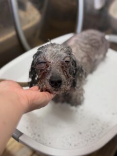 オプション中のお友達です♪
　
#京都#京都西京区#動物病院京都#動物病院京都西京桂院#動物病院併設トリミングサロン#京都トリミングサロン#ペットホテル#トリミングサロン雅#シャンプーコース#シニアトリミング#dogstagram#犬が好きな人と繋がりたい #ふわもこ部#grooming#犬#dog#カットスタイル#桂トリミング#もこもこ犬#trimming#マイクロバブル#魔法のバブル　#重炭酸泉　#ハーブパック