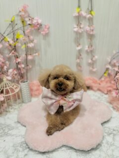 空ちゃん♡
あくあちゃん♡
モコちゃん♡

ご利用ありがとうございました😊

#京都#京都西京区#動物病院京都#動物病院京都西京桂院#動物病院併設トリミングサロン#京都トリミング#トリミング#ペットホテル#トリミングサロン雅#京都トリマー#犬好きな人と繋がりたい#grooming#犬のいる暮らし#多頭飼い#桂トリミング#こぐまカット#テディベアカット#プードル#MIX犬