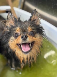 オプション中のお友達です♪
　
#京都#京都西京区#動物病院京都#動物病院京都西京桂院#動物病院併設トリミングサロン#京都トリミングサロン#ペットホテル#トリミングサロン雅#シャンプーコース#シニアトリミング#dogstagram#犬が好きな人と繋がりたい #ふわもこ部#grooming#犬#dog#カットスタイル#桂トリミング#もこもこ犬#trimming#マイクロバブル#魔法のバブル　#重炭酸泉　#ハーブパック