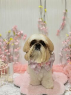 モグちゃん♡
ルーちゃん♡

ご利用ありがとうございました😊

#京都#京都西京区#動物病院京都#動物病院京都西京桂院#動物病院併設トリミングサロン#京都トリミング#トリミング#ペットホテル#トリミングサロン雅#京都トリマー#犬好きな人と繋がりたい#grooming#犬のいる暮らし#多頭飼い#桂トリミング#こぐまカット#テディベアカット#シーズー#シープー