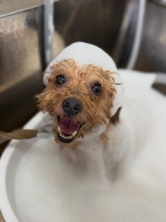 オプション中のお友達です♪
　
#京都#京都西京区#動物病院京都#動物病院京都西京桂院#動物病院併設トリミングサロン#京都トリミングサロン#ペットホテル#トリミングサロン雅#シャンプーコース#シニアトリミング#dogstagram#犬が好きな人と繋がりたい #ふわもこ部#grooming#犬#dog#カットスタイル#桂トリミング#もこもこ犬#trimming#マイクロバブル#魔法のバブル　#重炭酸泉　#ハーブパック