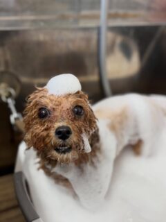 オプション中のお友達です♪
　
#京都#京都西京区#動物病院京都#動物病院京都西京桂院#動物病院併設トリミングサロン#京都トリミングサロン#ペットホテル#トリミングサロン雅#シャンプーコース#シニアトリミング#dogstagram#犬が好きな人と繋がりたい #ふわもこ部#grooming#犬#dog#カットスタイル#桂トリミング#もこもこ犬#trimming#マイクロバブル#魔法のバブル　#重炭酸泉　#ハーブパック