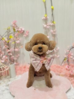 福ちゃん♡
ラモちゃん♡
ぷーこちゃん♡
ノアちゃん♡
ご利用ありがとうございました😊

#京都#京都西京区#動物病院京都#動物病院京都西京桂院#動物病院併設トリミングサロン#京都トリミング#トリミング#ペットホテル#トリミングサロン雅#京都トリマー#犬好きな人と繋がりたい#grooming#犬のいる暮らし#多頭飼い#桂トリミング#こぐまカット#テディベアカット
#プードル#シーズー#ヨーキー