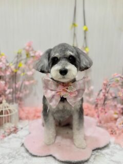 まめきちちゃん♡
こめりちゃん♡
モコちゃん♡
チャチャちゃん♡

ご利用ありがとうございました😊

#京都#京都西京区#動物病院京都#動物病院京都西京桂院#動物病院併設トリミングサロン#京都トリミング#トリミング#ペットホテル#トリミングサロン雅#京都トリマー#犬好きな人と繋がりたい#grooming#犬のいる暮らし#多頭飼い#桂トリミング#こぐまカット#テディベアカット#シュナウザー#ミックス#トイプードル