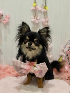 麿呂ちゃん♡
ルイちゃん♡
ルイちゃん♡

ご利用ありがとうございました😊

#京都#京都西京区#動物病院京都#動物病院京都西京桂院#動物病院併設トリミングサロン#京都トリミング#トリミング#ペットホテル#トリミングサロン雅#京都トリマー#犬好きな人と繋がりたい#grooming#犬のいる暮らし#多頭飼い#桂トリミング#こぐまカット#テディベアカット#チワワ#プードル