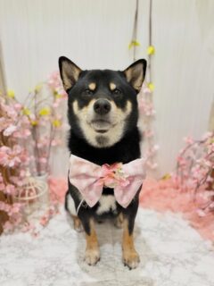 サスケちゃん♡
ベルちゃん♡
セナちゃん♡
モコちゃん♡

ご利用ありがとうございました😊

#京都#京都西京区#動物病院京都#動物病院京都西京桂院#動物病院併設トリミングサロン#京都トリミング#トリミング#ペットホテル#トリミングサロン雅#京都トリマー#犬好きな人と繋がりたい#grooming#犬のいる暮らし#多頭飼い#桂トリミング#こぐまカット#テディベアカット#柴#ミニチュアダックスフンド#プードル#ミックス犬