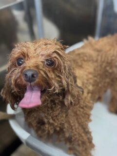 オプション中のお友達です♪
　
#京都#京都西京区#動物病院京都#動物病院京都西京桂院#動物病院併設トリミングサロン#京都トリミングサロン#ペットホテル#トリミングサロン雅#シャンプーコース#シニアトリミング#dogstagram#犬が好きな人と繋がりたい #ふわもこ部#grooming#犬#dog#カットスタイル#桂トリミング#もこもこ犬#trimming#マイクロバブル#魔法のバブル　#重炭酸泉　#ハーブパック