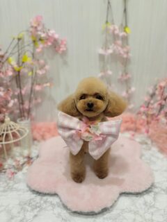 モコちゃん♡
ぷう太ちゃん♡
プリンちゃん♡
ロビンちゃん♡

ご利用ありがとうございました😊

#京都#京都西京区#動物病院京都#動物病院京都西京桂院#動物病院併設トリミングサロン#京都トリミング#トリミング#ペットホテル#トリミングサロン雅#京都トリマー#犬好きな人と繋がりたい#grooming#犬のいる暮らし#多頭飼い#桂トリミング#こぐまカット#テディベアカット#プードル