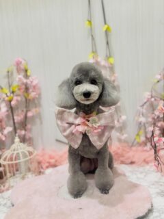 メイちゃん♡
モコちゃん♡
マシュちゃん♡

ご利用ありがとうございました😊

#京都#京都西京区#動物病院京都#動物病院京都西京桂院#動物病院併設トリミングサロン#京都トリミング#トリミング#ペットホテル#トリミングサロン雅#京都トリマー#犬好きな人と繋がりたい#grooming#犬のいる暮らし#多頭飼い#桂トリミング#こぐまカット#テディベアカット#プードル#ビションフリーゼ
