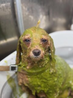 オプション中のお友達です♪
　
#京都#京都西京区#動物病院京都#動物病院京都西京桂院#動物病院併設トリミングサロン#京都トリミングサロン#ペットホテル#トリミングサロン雅#シャンプーコース#シニアトリミング#dogstagram#犬が好きな人と繋がりたい #ふわもこ部#grooming#犬#dog#カットスタイル#桂トリミング#もこもこ犬#trimming#マイクロバブル#魔法のバブル　#重炭酸泉　#ハーブパック