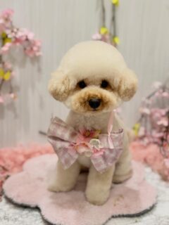 つぶちゃん♡
ティムちゃん♡
ココちゃん♡

ご利用ありがとうございました😊

#京都#京都西京区#動物病院京都#動物病院京都西京桂院#動物病院併設トリミングサロン#京都トリミング#トリミング#ペットホテル#トリミングサロン雅#京都トリマー#犬好きな人と繋がりたい#grooming#犬のいる暮らし#多頭飼い#桂トリミング#こぐまカット#テディベアカット#トイプードル